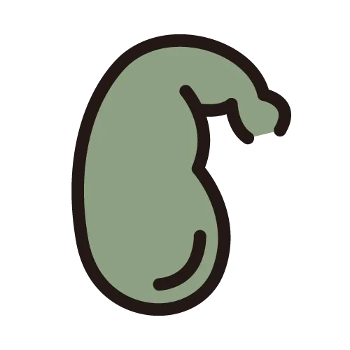 胆道がん（肝内胆管、肝外胆管、胆のう、十二指腸乳頭）