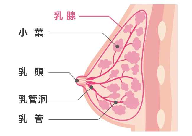 乳房の断面図