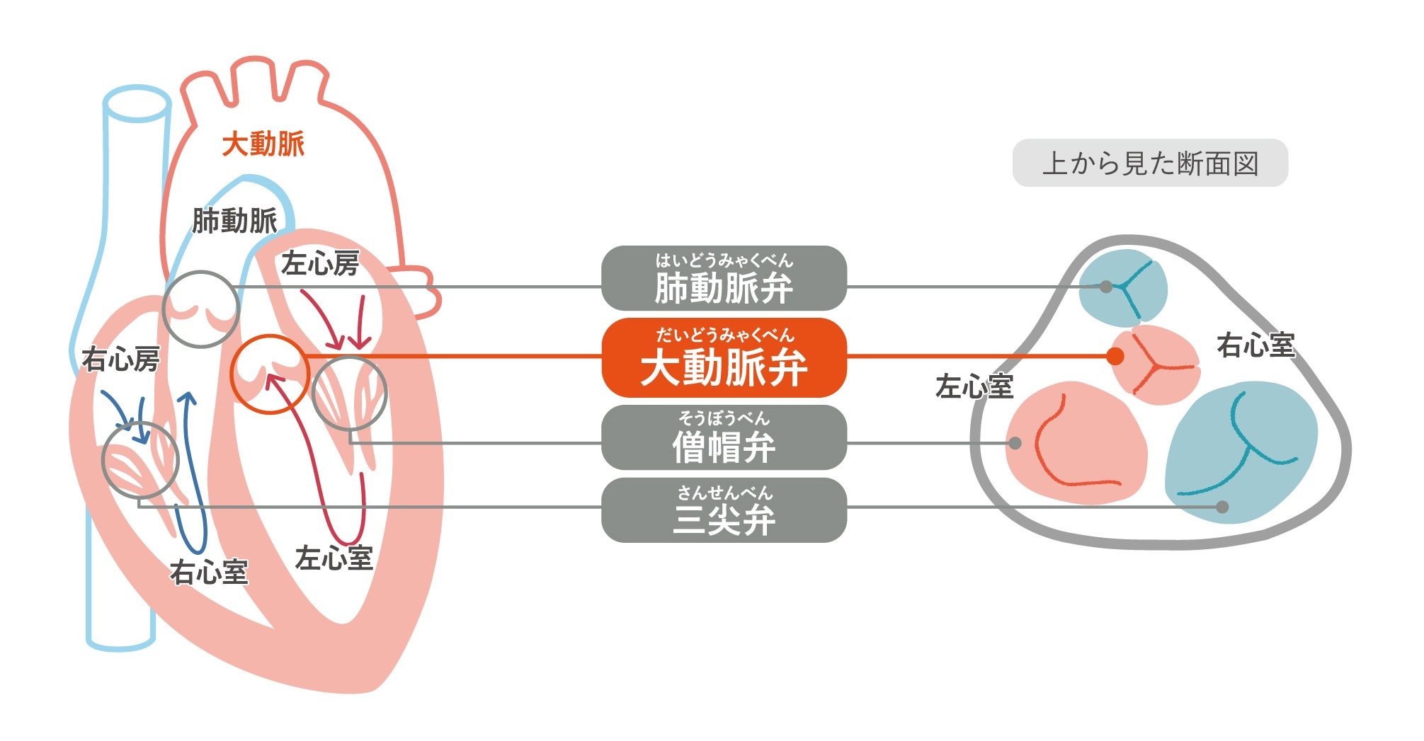 心臓の図解。大動脈弁の位置と断面図が示されている。